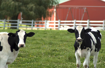 Ataşehir Kurbanlık Adaklık Satışı