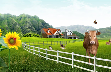 Adalar Kurbanlık Adaklık Satışı