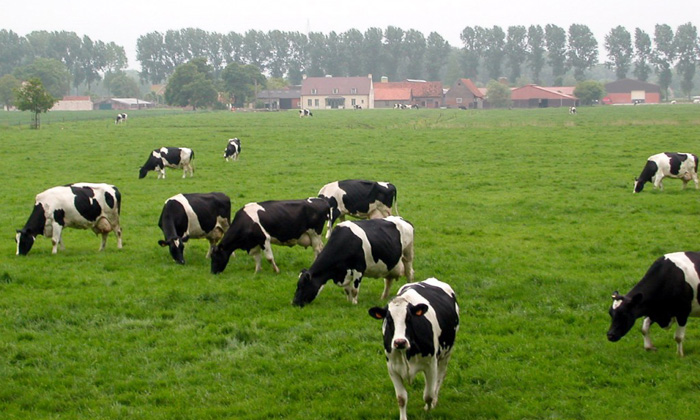 Anadolu Yakası Kurbanlık Adaklık Satışı